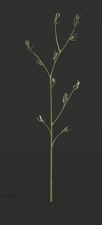 Long grass, single plant