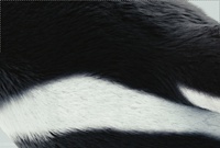 feathers01.png