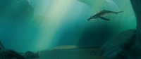 250_whale-lighting-v003