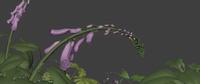 09_015_A - Blooming animation
