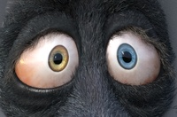 Franck's eyes: the irises