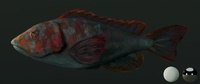 Ballan Wrasse - Shading RnD
