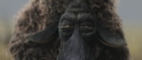 Franck's drag in full fur: animation frames