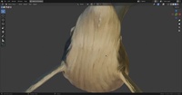 Whale - Shading Pass