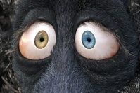 Franck on Wednesday, close-up of his peepers