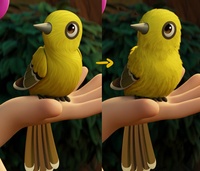 Bird Feathers