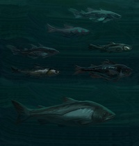 fish detail level exploration (dark)