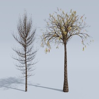 Animated Trees.mp4