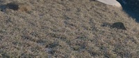 Windy grass test 2 - Cycles render in a closeup from the layout