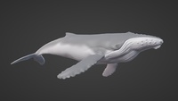 Whale Design V020 - Realistic Base