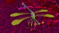 Dragonfly in the jungle