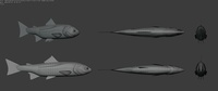 Trout Model Sheet Topology