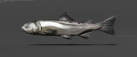 Trout - Shading