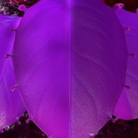 Hero leaf texturing