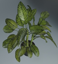Guard Room Plant