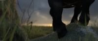 Franck's effing hooves: the close-up
