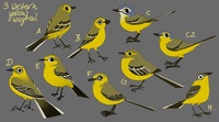 Western Yellow Wagtail concepts (color)