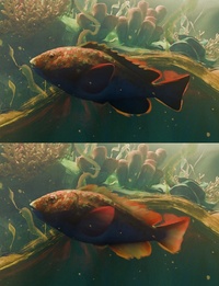 Fish Translucency
