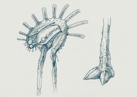 Creature design