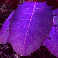 Hero leaf, take 1