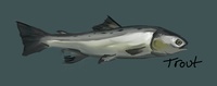 trout painted concept