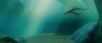 250_whale-lighting-v006