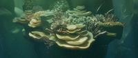 Reef shot v01