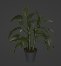 Office Plant