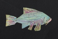 Paper Carp