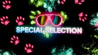 BCON24 Animation Festival - Special Selection category title