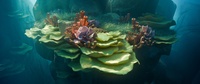 Reef shot v15 - Oil brush effect
