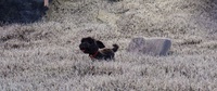 Fetch test animation in grass environment
