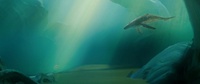 250_whale-lighting-v009