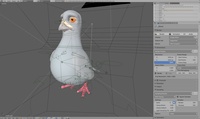 Pigeon
