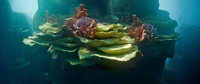 Reef shot v16 - Animation render