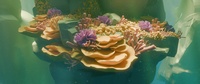 Reef shot v03