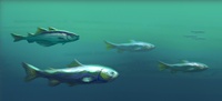 fish detail level exploration