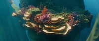 Reef shot v07