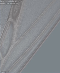 Tara wing detail