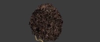 Fixing Franck's hair