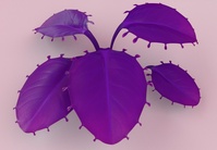 Hero leaves, full cluster