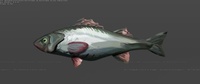 European Sea Bass - Shading
