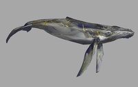 Whale Final Design