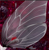 Tara's new wings