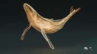 Whale - Light Body