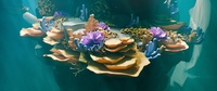Reef shot v05