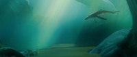250_whale-lighting-v005