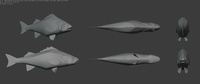 European Sea Bass Model Sheet
