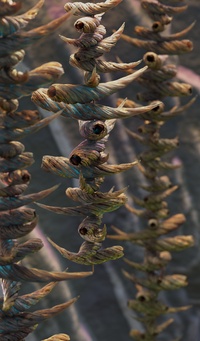 Chimes - test render