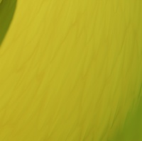 Bird - Body Feather Shading